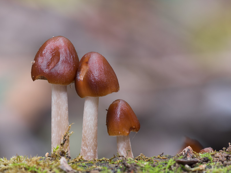 Psathyrella conopilus